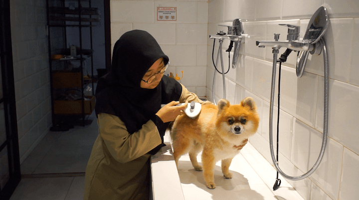 Uninterruptible power for pet care provider